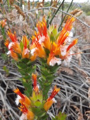 Mimetes capitulatus