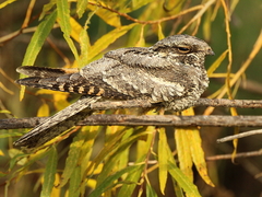European Nightjar photo 2