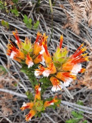 Mimetes capitulatus