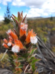 Mimetes capitulatus