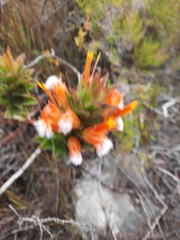 Mimetes capitulatus