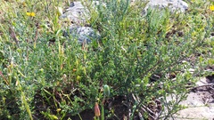 Podalyria microphylla