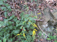 Solidago sphacelata