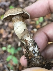 Cortinarius