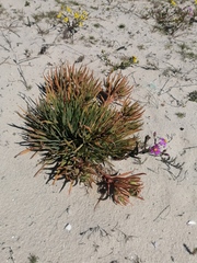 Conicosia pugioniformis