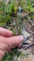 Podalyria microphylla
