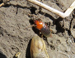 Amphasia interstitialis