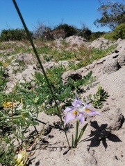 Moraea macrocarpa