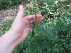 Dicliptera brachiata