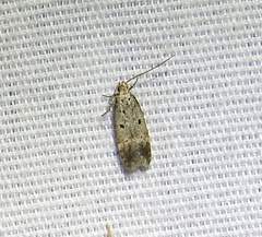 Neodactylota