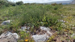 Podalyria microphylla