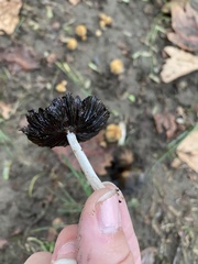 Coprinellus micaceus