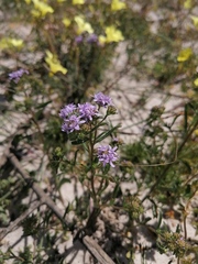 Phyllopodium cephalophorum