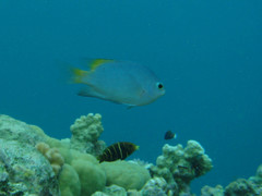 Pomacentrus lepidogenys