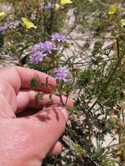 Phyllopodium cephalophorum