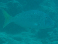 Lethrinidae