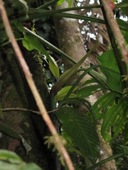 Philodendron heleniae