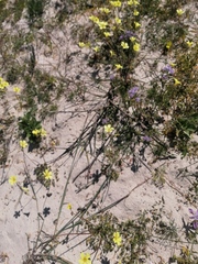 Phyllopodium cephalophorum