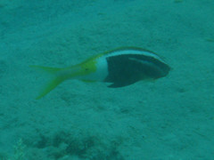 Parupeneus barberinoides