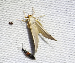 Taeniogramma tenebrosata