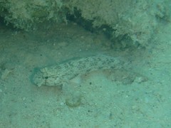 Gnatholepis anjerensis