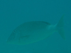 Lethrinidae