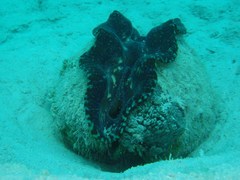 Tridacna derasa