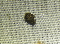 Algarobius bottimeri