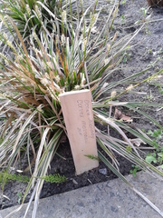 Carex morrowii