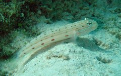 Valenciennea longipinnis