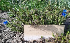 Glandora diffusa