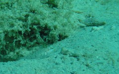 Valenciennea longipinnis