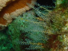 Nemalecium lighti