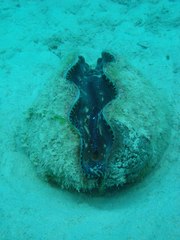 Tridacna derasa