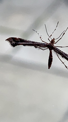 Amblyptilia punctidactyla