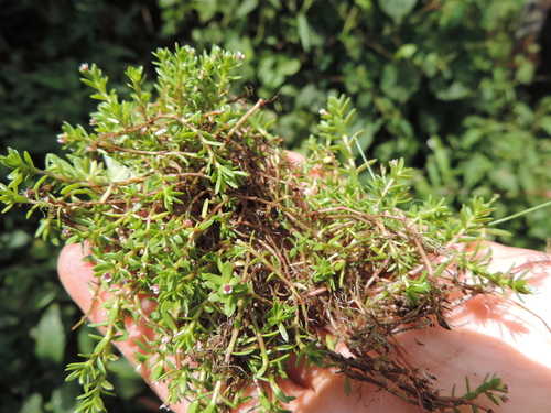 Crassula granvikii
