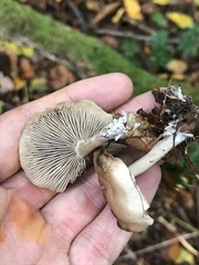 Basidiomycota