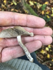 Basidiomycota