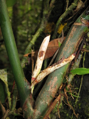 Philodendron heleniae
