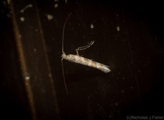 Acrocercops hedymopa