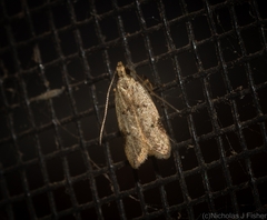Atheropla nigricincta