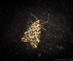 Goniosema anguliscripta