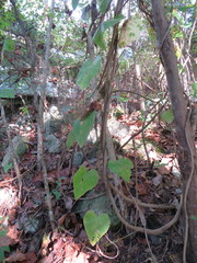 Aristolochia tomentosa