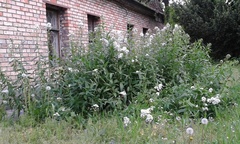 Hesperis matronalis candida