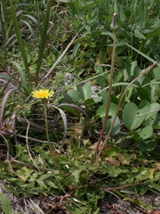Taraxacum formosanum
