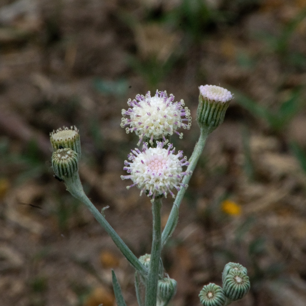 Cienbarbas