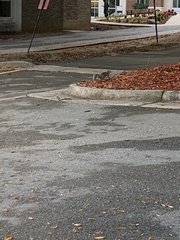 Sciurus carolinensis