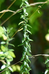 Genista germanica