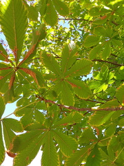 Aesculus hippocastanum