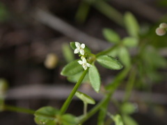 Galium bungei trachyspermum